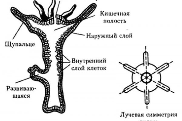 Kraken актуальное